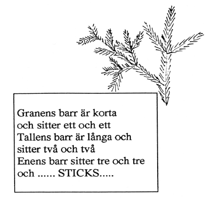 Granens barr är korta och sitter ett och ett. Tallens barr är långa och sitter två och två. Enens barr sitter tre och tre och ... STICKS ...