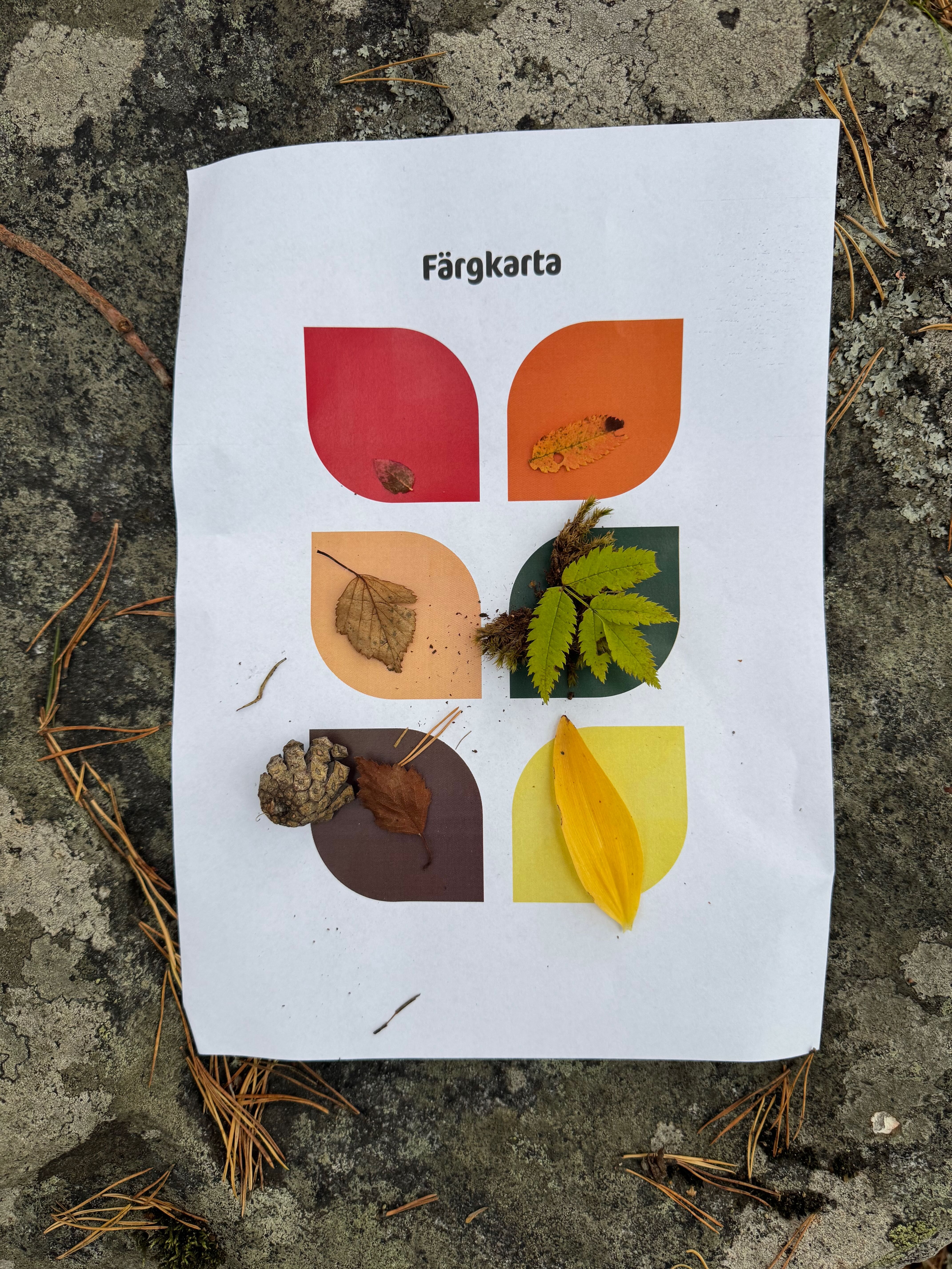 skogens färger på ett papper med olika färger som representerar hösten