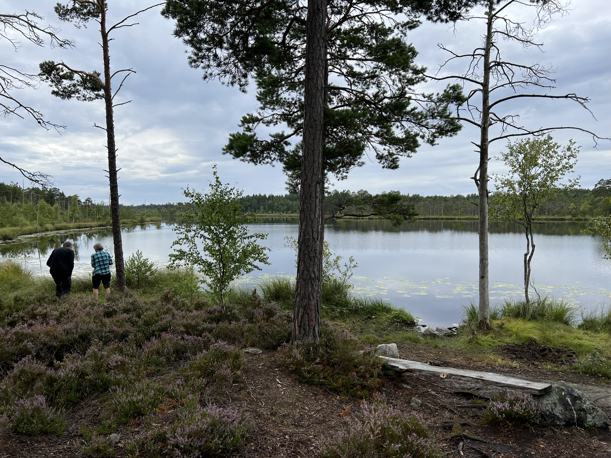 Långviksträsk augusti 2022 (4).jpg