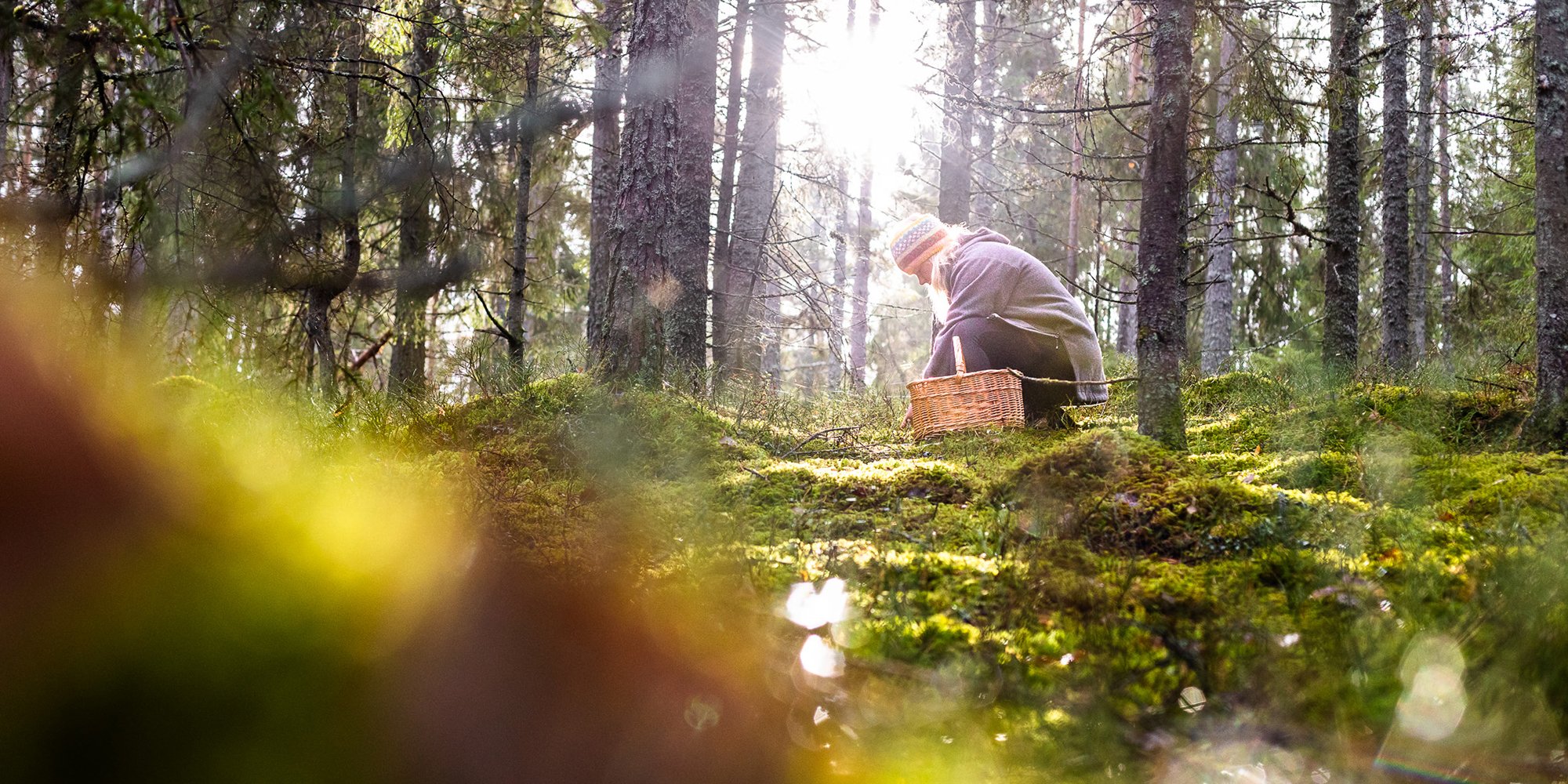 Elle-svamp-skog.jpg