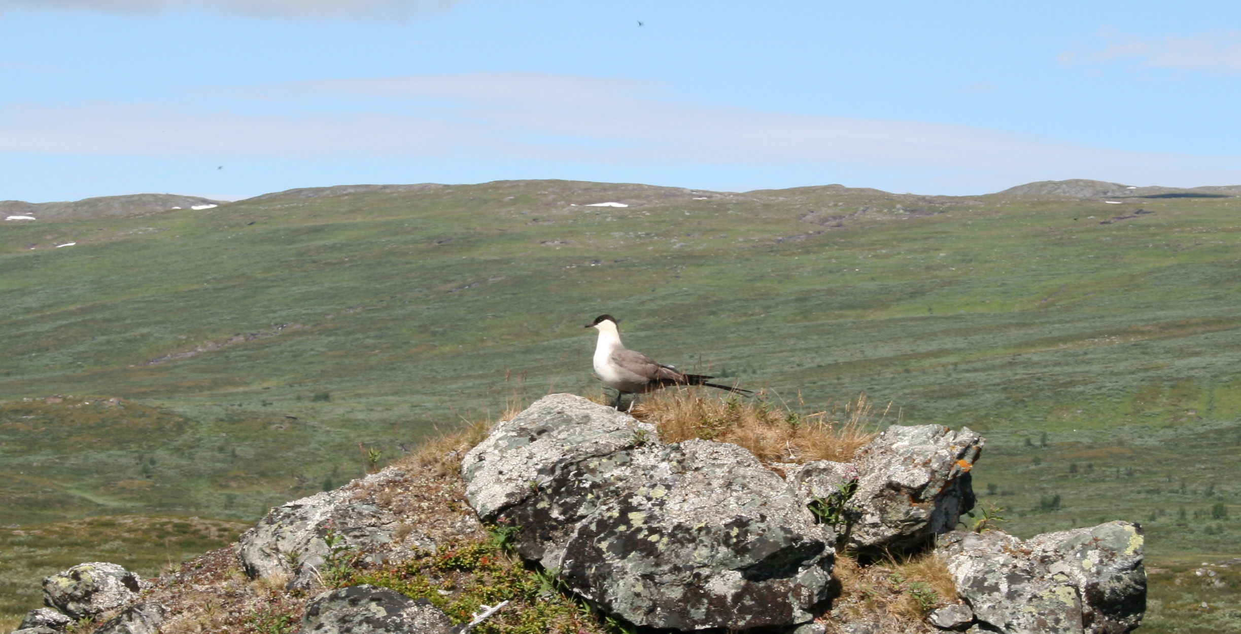 Fjällabb2