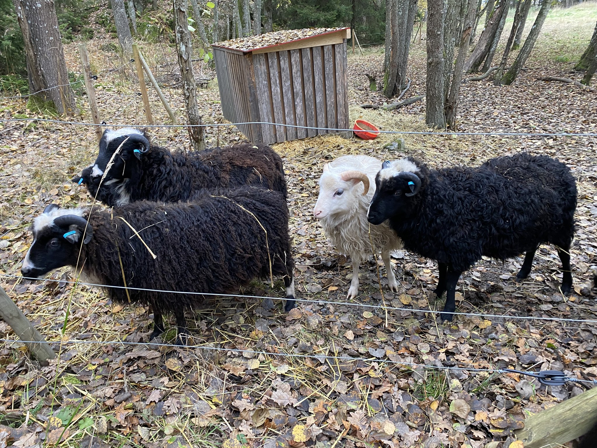 2022-10-22 Tuff skogsvandring på Värmdö 5.jpg