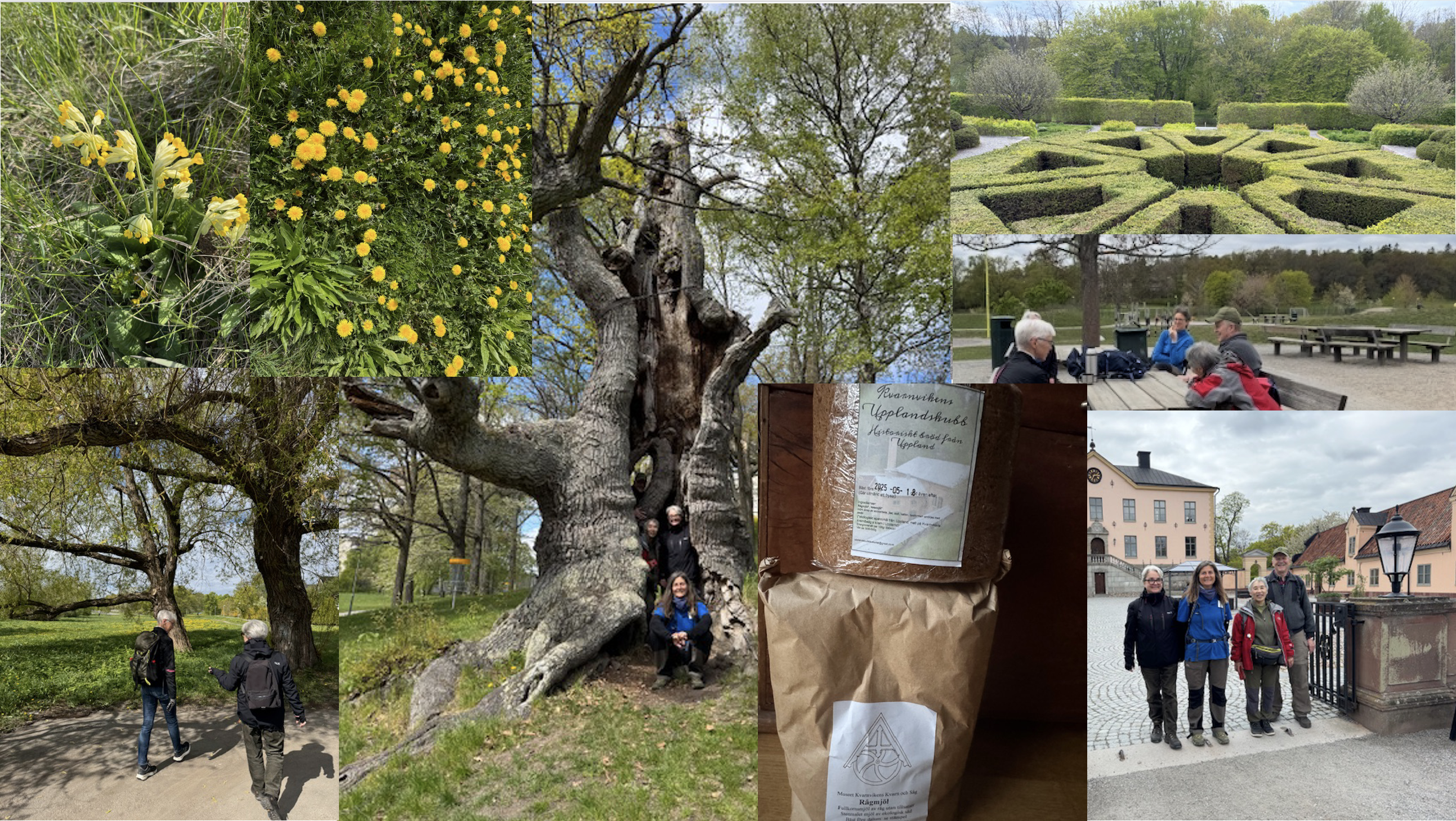 Vandring-2025-05-11 Blackeberg.png