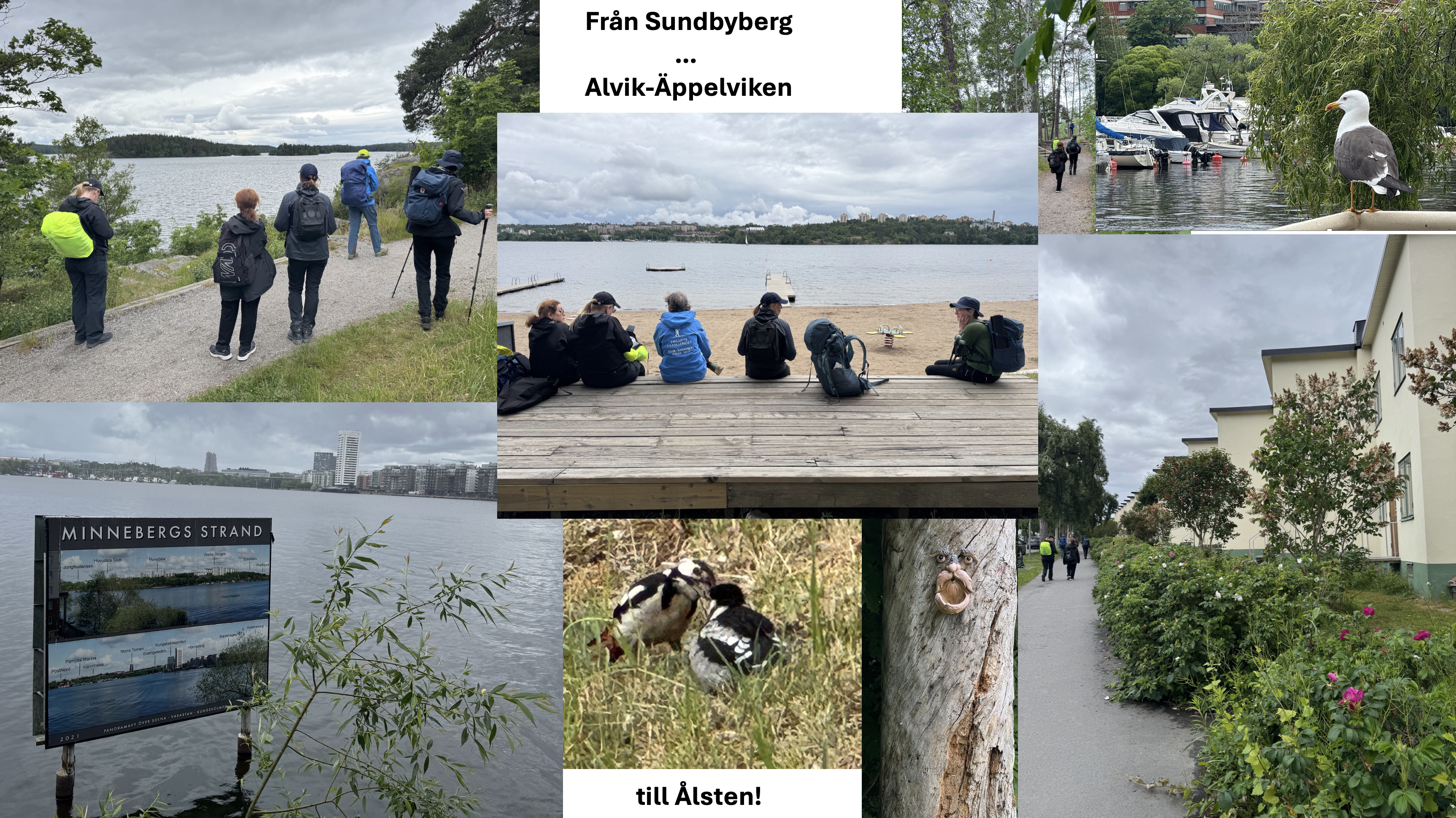 20260614-Sommarvandring längs vattnet-Sundbyberg–Alvik–Äppelviken–Ålsten-14eller10 km.jpg