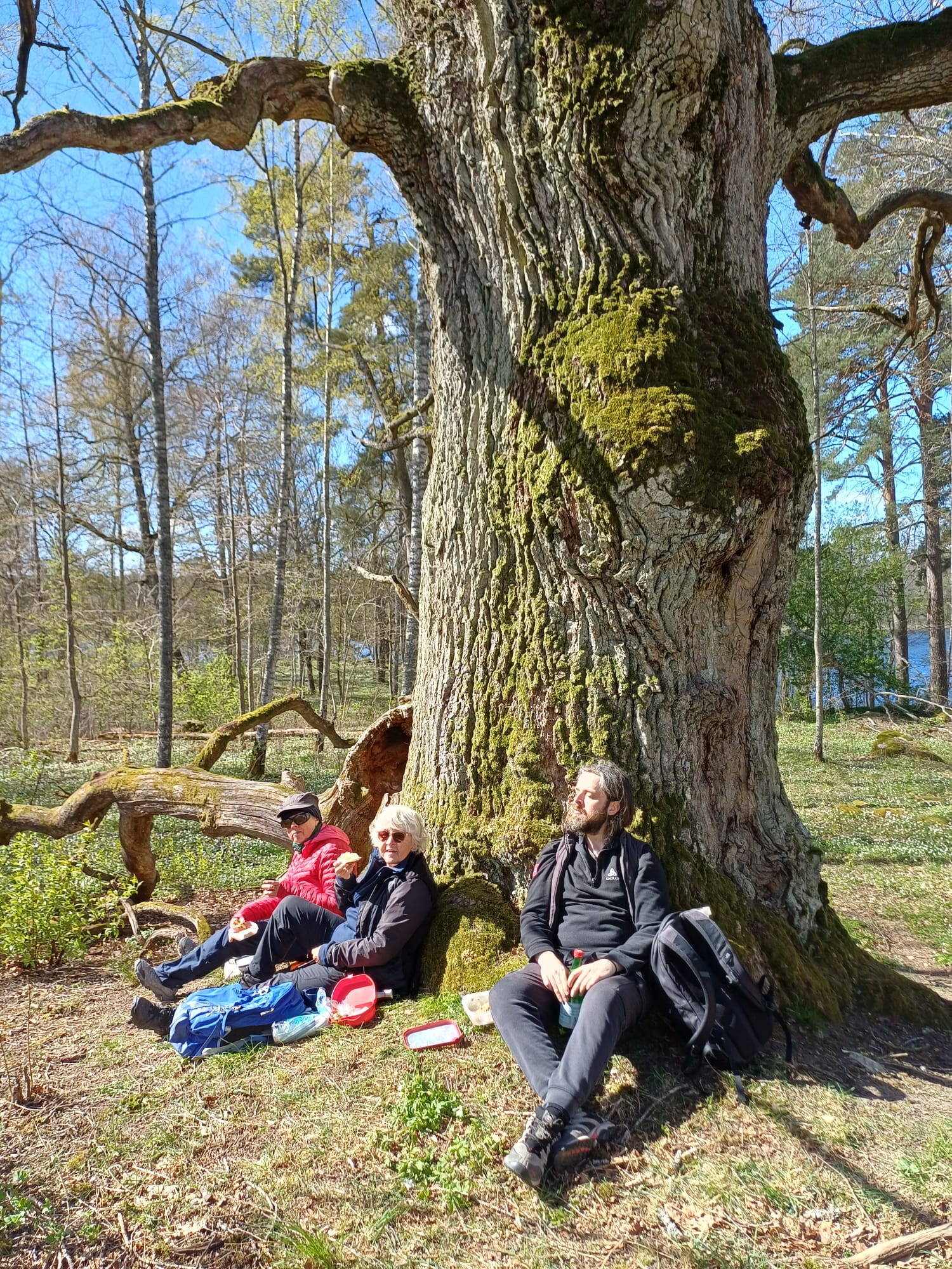 Sola vid trädet 20260427.jpg