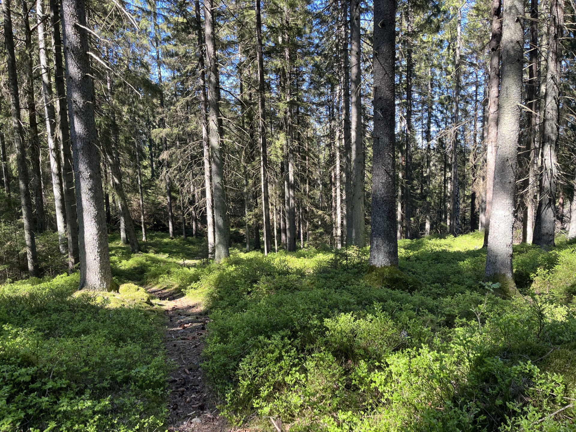 skog Krister.jpeg