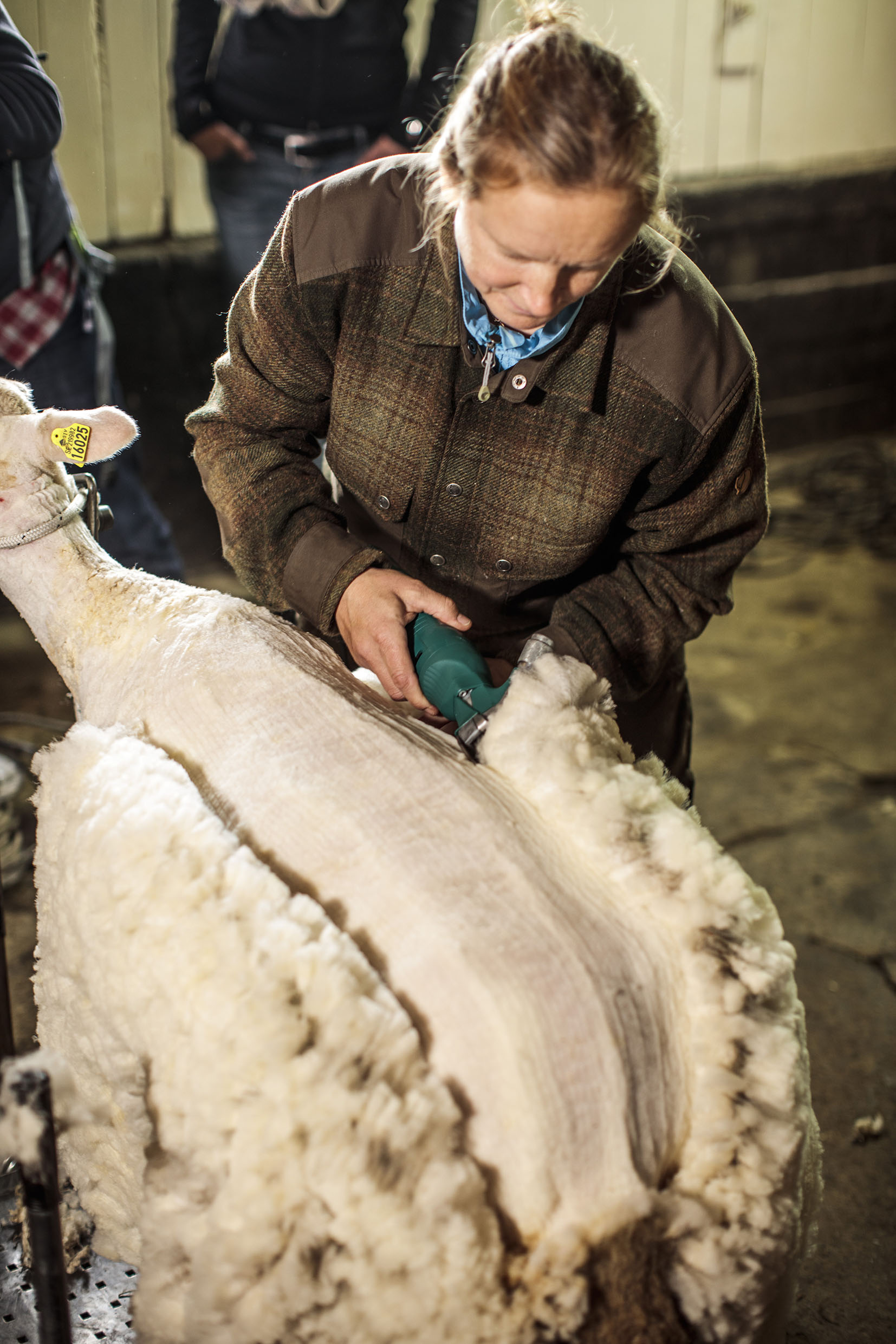 Att klippa får är en konst inte många i Sverige behärskar längre. Brattlandsgårdens får klipps två gånger per år, för att det är bäst för fåren.